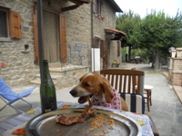 BORGO LE 4 STAGIONI - CORTONA - OUR BEST FRIEND